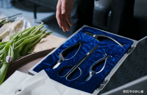 獸醫(yī)職場新篇章 孫儷新劇聚焦內(nèi)娛職場劇之光與獸醫(yī)器具